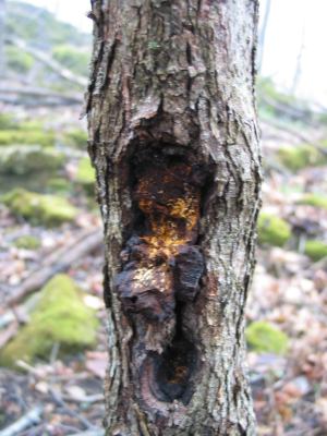 Tinder fungus on hop hornbeam (ironwood)